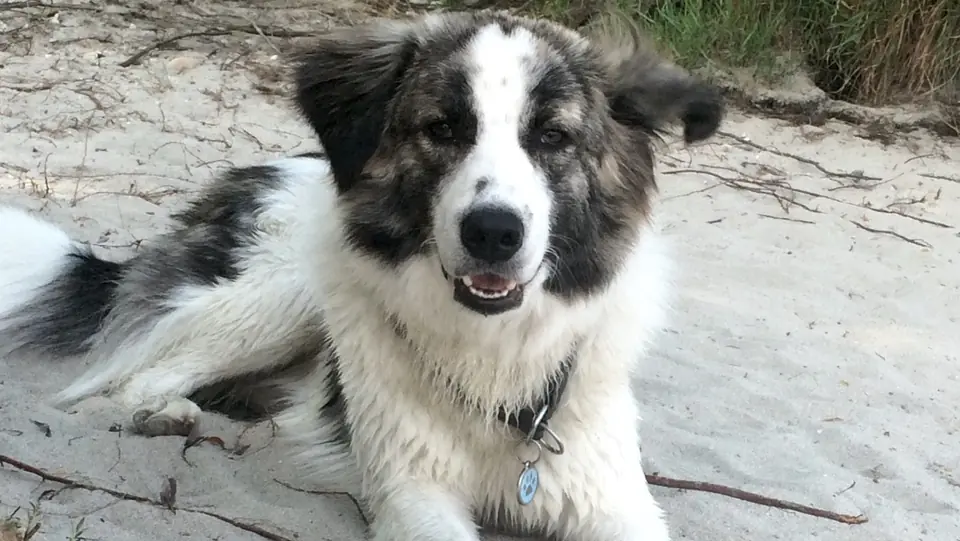 Hook, ein schwarz-weiß gescheckter Herdenschutzhund, liegt im Sand am Donaustrand