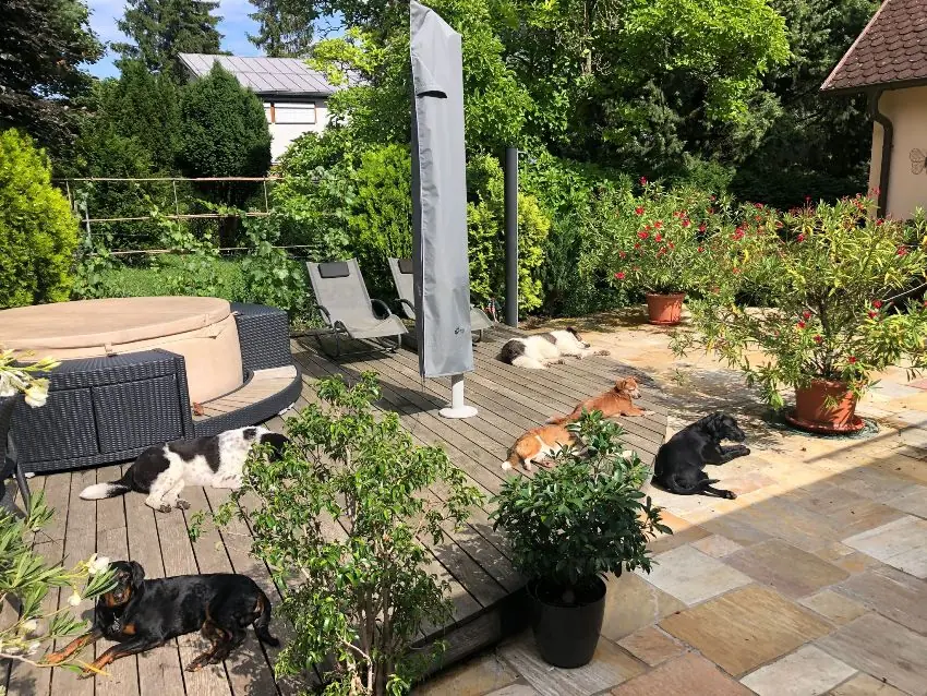 Sechs Hunde ruhen entspannt auf der Terrasse in Sonne und Schatten